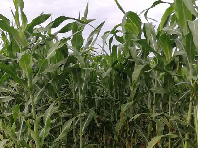 農（nóng）作物秸稈